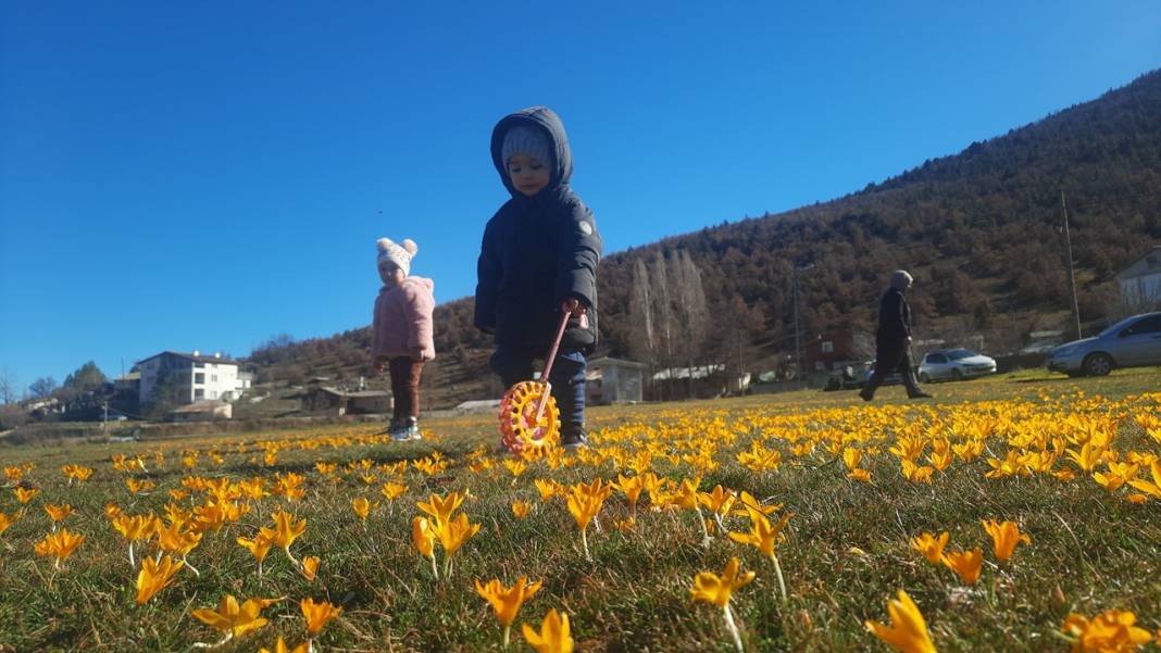 Konya'da çiğdemler yaylayı şölene çevirdi 1